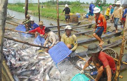 Hoa Kỳ sắp thanh tra thực tế chương trình kiểm soát cá da trơn Việt Nam