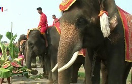 Tiệc buffet trái cây dành cho... voi tại Thái Lan