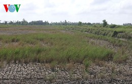 Hạn mặn xâm nhập, hàng nghìn ha lúa ở Hậu Giang có nguy cơ thiệt hại