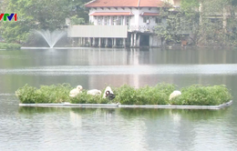 Chất lượng nước 86 hồ nội thành Hà Nội ngày càng được cải thiện
