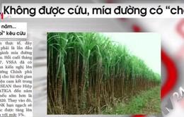 Không được cứu, mía đường có "chết"?