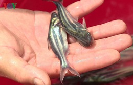 Thiếu cá tra giống trầm trọng tại ĐBSCL