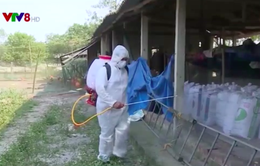 Thừa Thiên Huế: Tăng cường tiêu độc khử trùng tháng cao điểm
