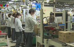 Robot thay thế nhân công phổ biến trong các nhà máy ở Nhật Bản