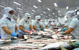3 tháng đầu năm 2018, kim ngạch xuất khẩu cá tra đạt 430 triệu USD