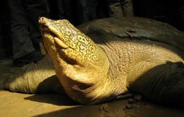 Tìm thấy cá thể rùa Hoàn Kiếm, loài rùa quý hiếm nhất thế giới tại Sơn Tây, Hà Nội