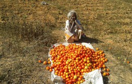 Nông dân Ấn Độ đổ cà chua ra đường vì giá rớt mạnh