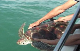 Khánh Hòa: Thả cá thể rùa biển về môi trường tự nhiên