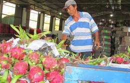 Truy xuất nguồn gốc trái cây xuất sang Trung Quốc: DN cần chuẩn bị tốt