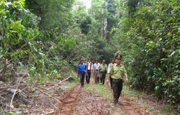 Lập chốt bảo vệ rừng, phòng chống cháy rừng tại Bình Định