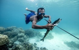 Điều kỳ diệu của 'tộc người cá' có thể nhịn thở 13 phút dưới nước, lặn sâu tới 70m
