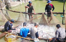 ĐBSCL: Giá cá tra tăng cao, người dân ồ ạt đào ao nuôi