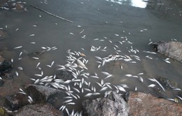 Quảng Ngãi: Tìm nguyên nhân cá chết nổi trắng trên sông Bàu Giang
