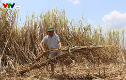 Hàng ngàn hecta mía ở Đắk Lắk héo khô trên đồng