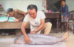 Ngư dân Quảng Nam bắt được cá lạ nghi là cá sủ vàng quý hiếm
