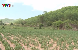 Phú Yên khuyến cáo về việc ồ ạt chuyển đổi các loại cây trồng sang trồng sắn