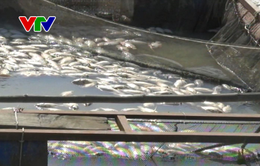 Đắk Nông: Cá lồng trên sông Krông Nô bị chết nghi do ô nhiễm nguồn nước