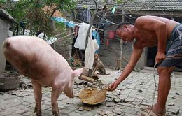 Trung Quốc: Chú lợn nổi tiếng sống sót sau trận động đất năm 2008 vẫn khỏe mạnh