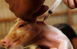 Cuba ra mắt loại vaccine mới phòng chống bệnh dịch tả lợn