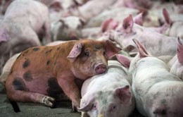Phát hiện virus gây tiêu chảy ở lợn có nguy lây sang người