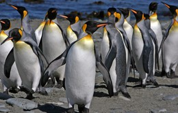 Tình yêu của chim cánh cụt qua những thước phim nhanh