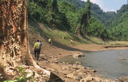 Những kiểm lâm giữ rừng lim quý hiếm tại Quảng Nam