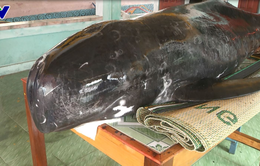 Quảng Ngãi: Người dân làng chài an táng cá voi nặng 300 kg lụy vào bờ