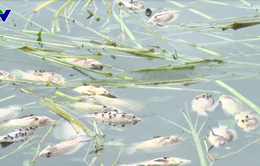 Cá nuôi chết bất thường ở Kon Tum: Môi trường nước bị ô nhiễm nấm thủy my