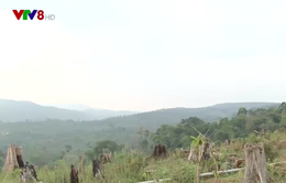 Bùng phát phá rừng nguyên sinh làm trang trại ở Kon Tum