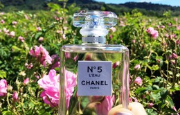 Hoa hồng làm nước hoa Chanel No 5 có gì đặc biệt?