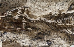 Phát hiện hóa thạch động vật có niên đại 42 triệu năm ở Brazil