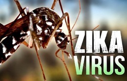 Tìm ra phương pháp xác định muỗi có virus Zika bằng ánh sáng