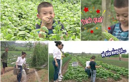 Cùng giọng ca Sao mai 2006 – Cẩm Tú khám phá trang trại rau sạch ăn ngay tại vườn