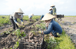 Nông dân Gia Lai thua lỗ do trồng khoai lang Nhật tự phát
