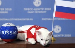 Mèo tiên tri Achilles dự đoán ĐT Nga sẽ giành chiến thắng trước ĐT Ả-rập Xê-út