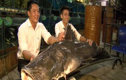 Bắt được cá lăng nặng hơn 100kg trên sông Tiền