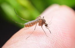 Nguy cơ gia tăng các bệnh do côn trùng đốt tại Mỹ