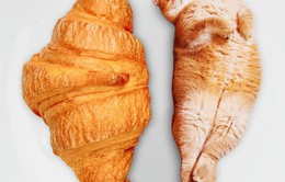 Khi mèo và bánh được kết hợp bằng photoshop