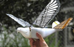 Trung Quốc sáng chế UAV chim bồ câu bịt mắt radar
