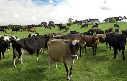 New Zealand tiêu hủy 150.000 con bò