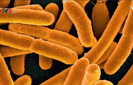 Mỹ: Rau xà lách nhiễm khuẩn E-Coli khiến 5 người chết