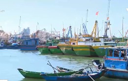 Nhiều tàu cá Bình Định không bật định vị khi khai thác