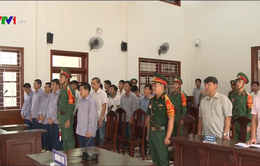 Tuyên án vụ phá rừng pơ mu Quảng Nam