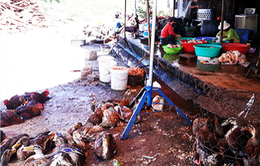 Ô nhiễm môi trường do giết mổ gia súc tại các chợ Nha Trang