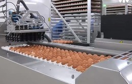 Nhà máy ấp trứng lớn nhất thế giới tại Trung Quốc