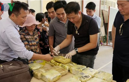 Triệt phá đường dây ma túy lớn tại Lào Cai