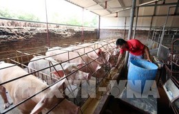 Giá lợn hơi tại miền Bắc đạt 54.000 đồng/kg