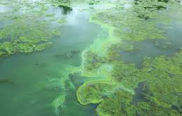 Mối nguy hại cho sức khỏe mùa hè do tảo nở hoa