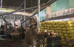 Nhiều nhà máy điều tại Bình Phước đóng cửa do thua lỗ
