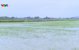 Nhiều diện tích lúa tại Thanh Hóa, Thái Bình bị ngập úng do mưa lớn